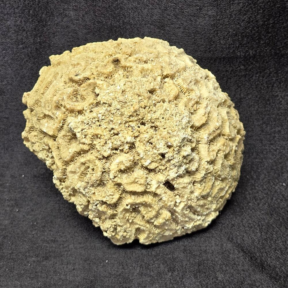 Genuine Fossilized Brian Coral Reef Stone Ocean Coastal Home Decor Display Aqua